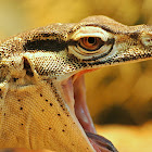 Perentie