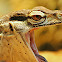 Perentie