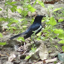 Oriental Magpie Robin