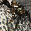 jumping spider