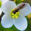 Hover Fly