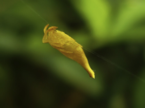 Spotting Image 1