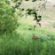White-tailed Deer