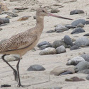 Marbled Godwit