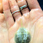 Horseshoe crab