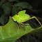Giant Katydid Nymph