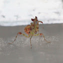 Mantis nymph