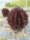 Iron cactus