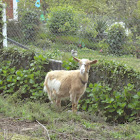 cabra común(es) domestic goat(en)
