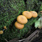 Gymnopilus ferruginosus