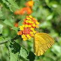 Giant Orange Sulphur