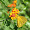Giant Orange Sulphur