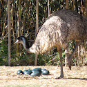 Emu