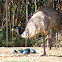 Emu
