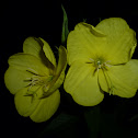 Oenothera sp