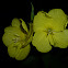 Oenothera sp