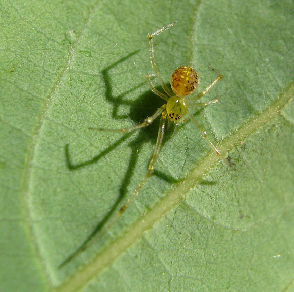 Spotting Image 1