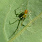 Tangle Web Spider