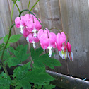 Bleeding Heart
