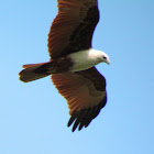 Brahminy kite