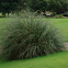 pampas grass