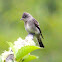 Western Wood Pewee