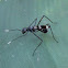 Black Stilt-legged Fly