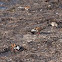 Ruddy turnstone