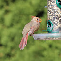 Northern Cardinal