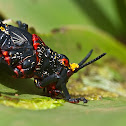 Foam Grasshopper 