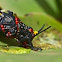 Foam Grasshopper 