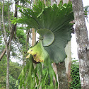 Giant Staghorn