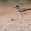 Killdeer
