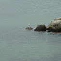 Black-headed Gull
