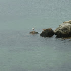 Black-headed Gull