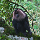 lion tailed macaque
