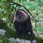 lion tailed macaque