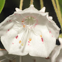 Mountain Laurel