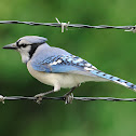 blue jay