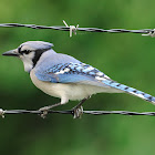 blue jay