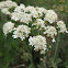 Cow parsley