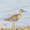 Lesser Yellowlegs