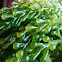 Lato Seaweed
