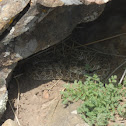 Prairie Rattlesnake