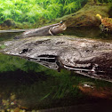 Mudskipper