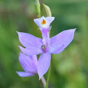Grass Pink Orchid