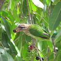 White Cheeked Barbet
