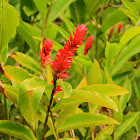 Red Ginger