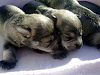 Schnauzer Miniatura Cachorros