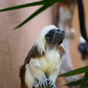 Cottontop Tamarin